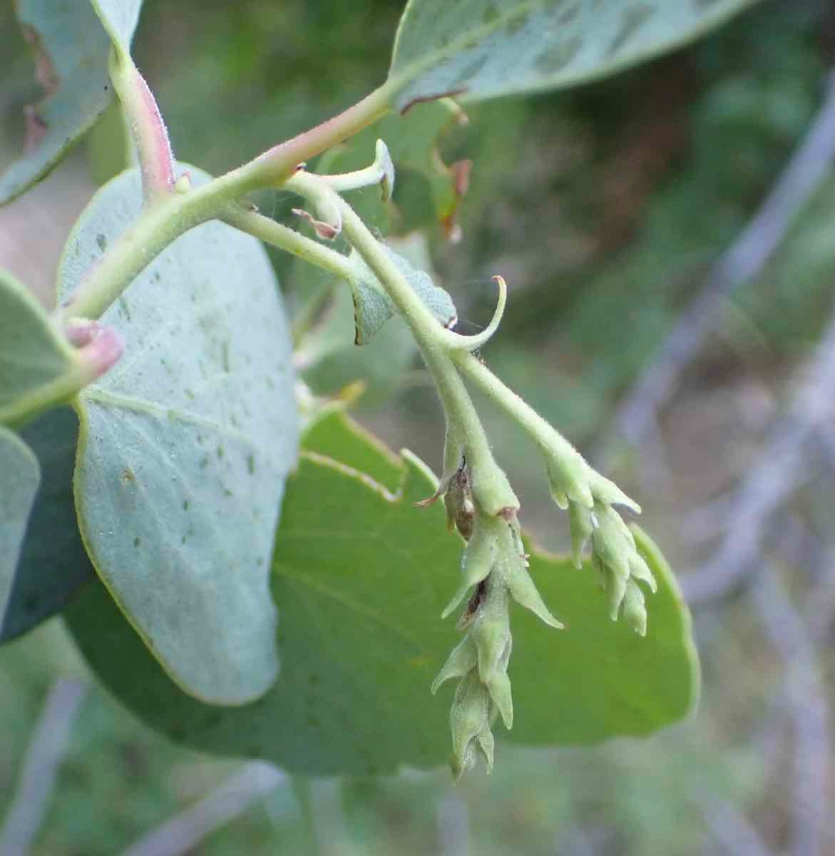 Arctostaphylos mewukka ssp. truei