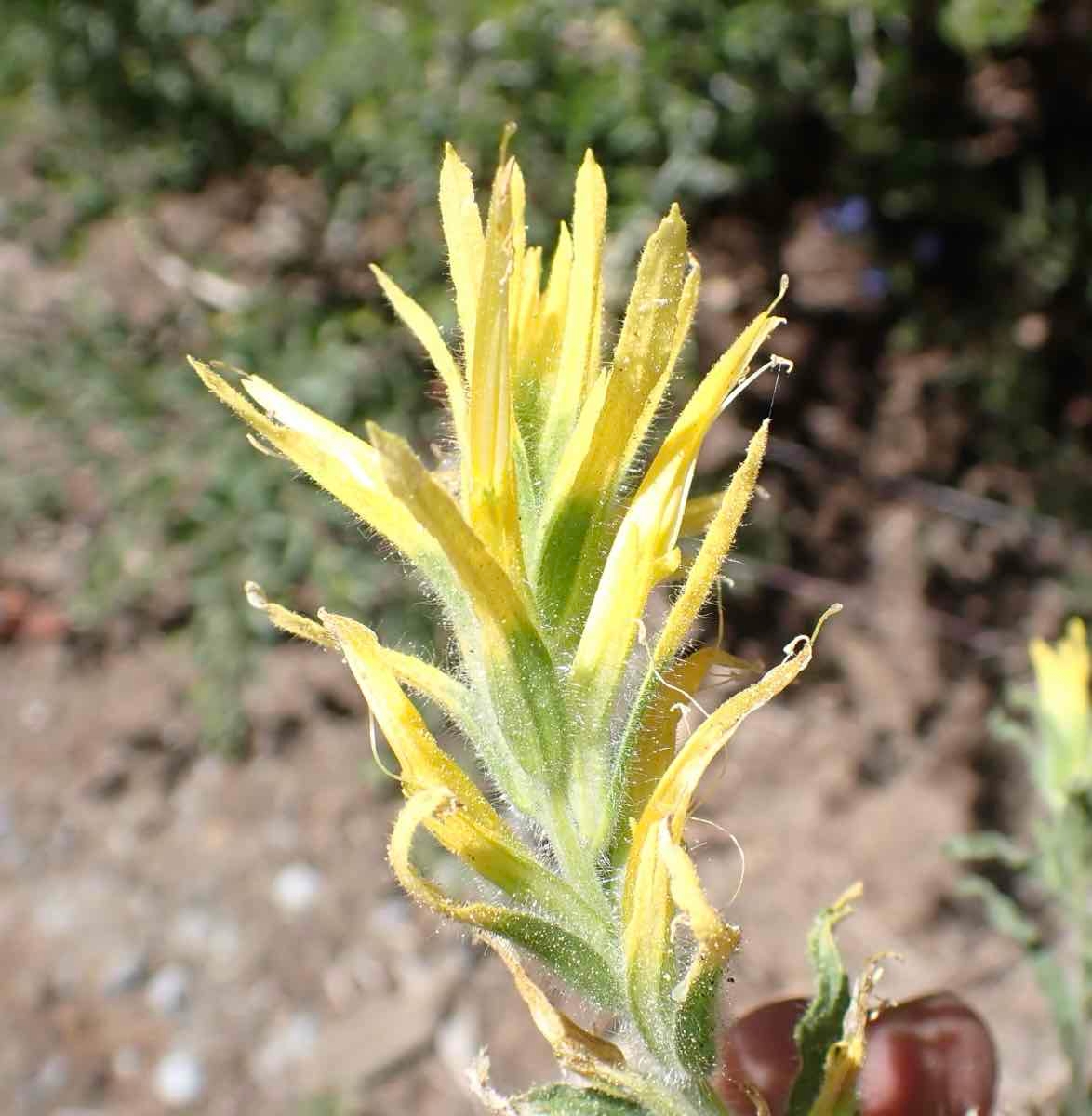 Castilleja applegatei ssp. disticha
