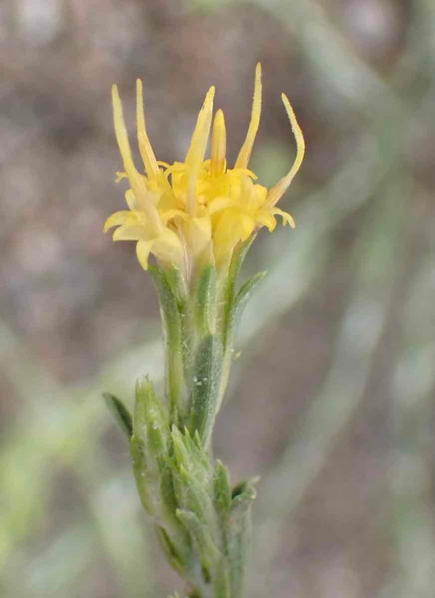 Ericameria parryi var. nevadensis