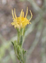 Chrysothamnus parryi ssp. parryi