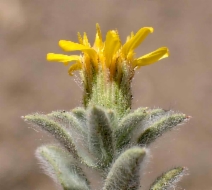 Heterotheca sessiliflora var. echioides