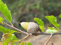 Quercus parvula