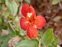 Mimulus cardinalis