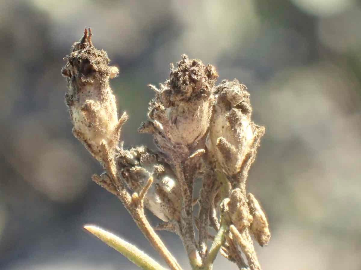 Gutierrezia californica