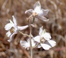Delphinium gypsophilum ssp. gypsophilum