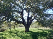 Quercus agrifolia var. agrifolia