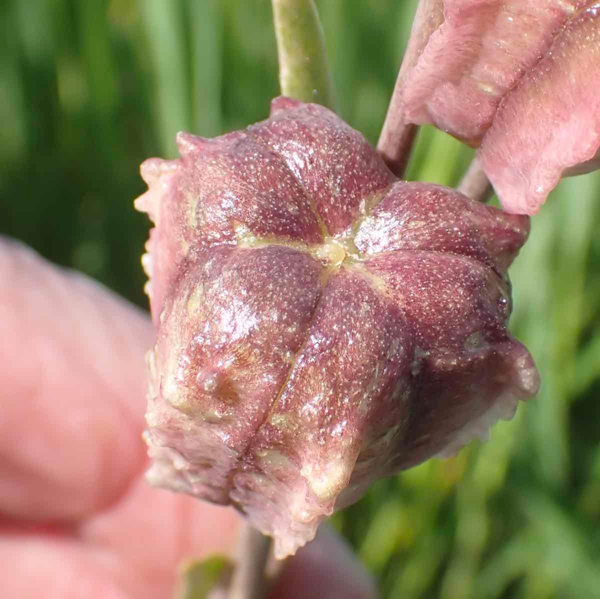 Fritillaria striata