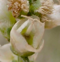 Ambrosia salsola var. salsola