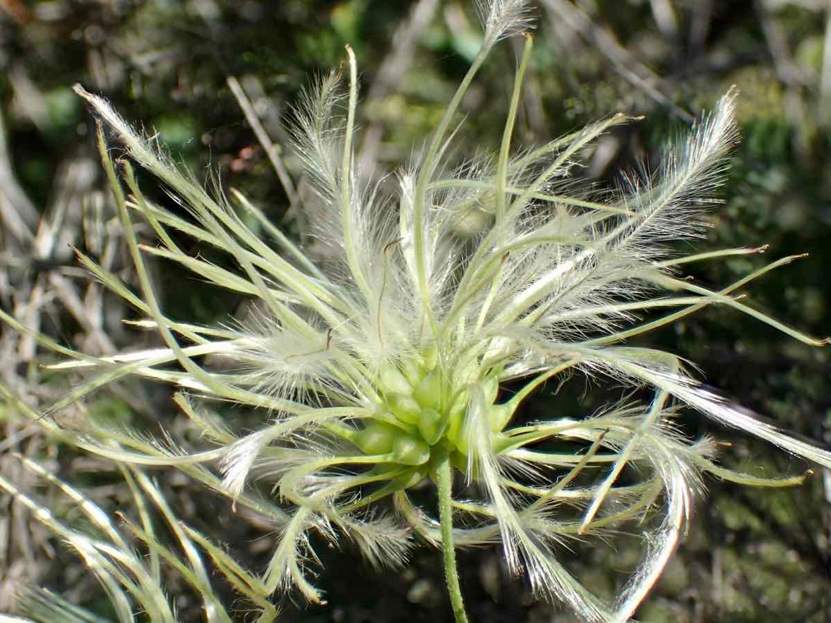 Clematis pauciflora
