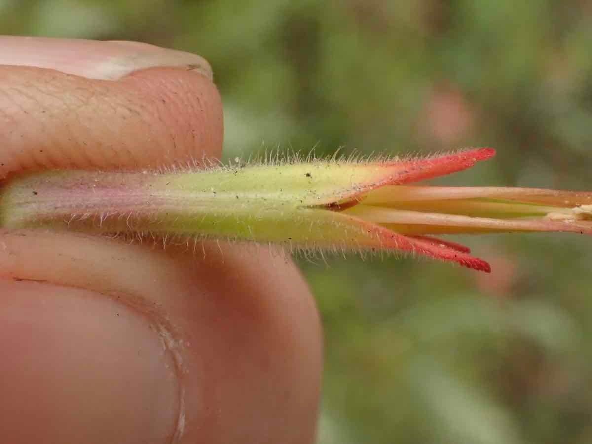 Castilleja affinis ssp. affinis