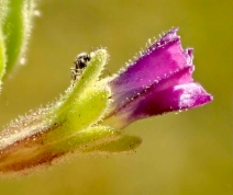 Calibrachoa parviflora