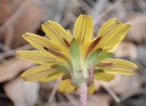 Agoseris heterophylla var. cryptopleura