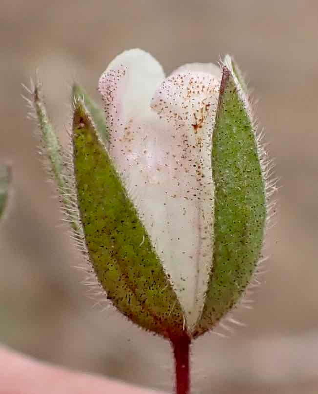 Emmenanthe penduliflora var. rosea