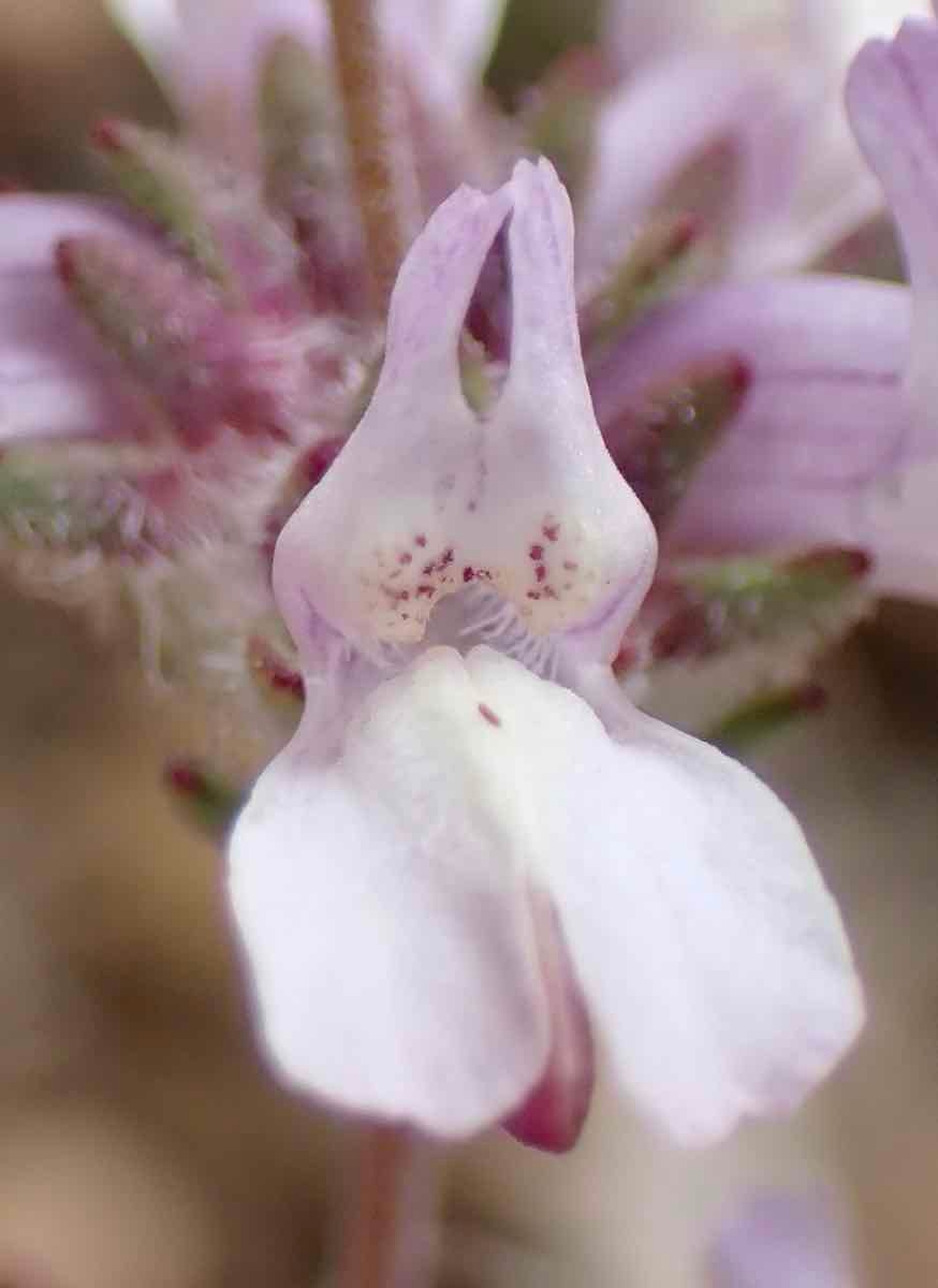 Collinsia bartsiifolia var. stricta
