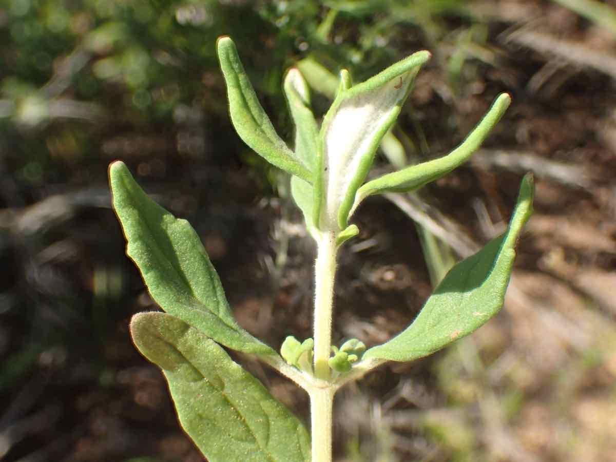 Monardella hypoleuca ssp. intermedia