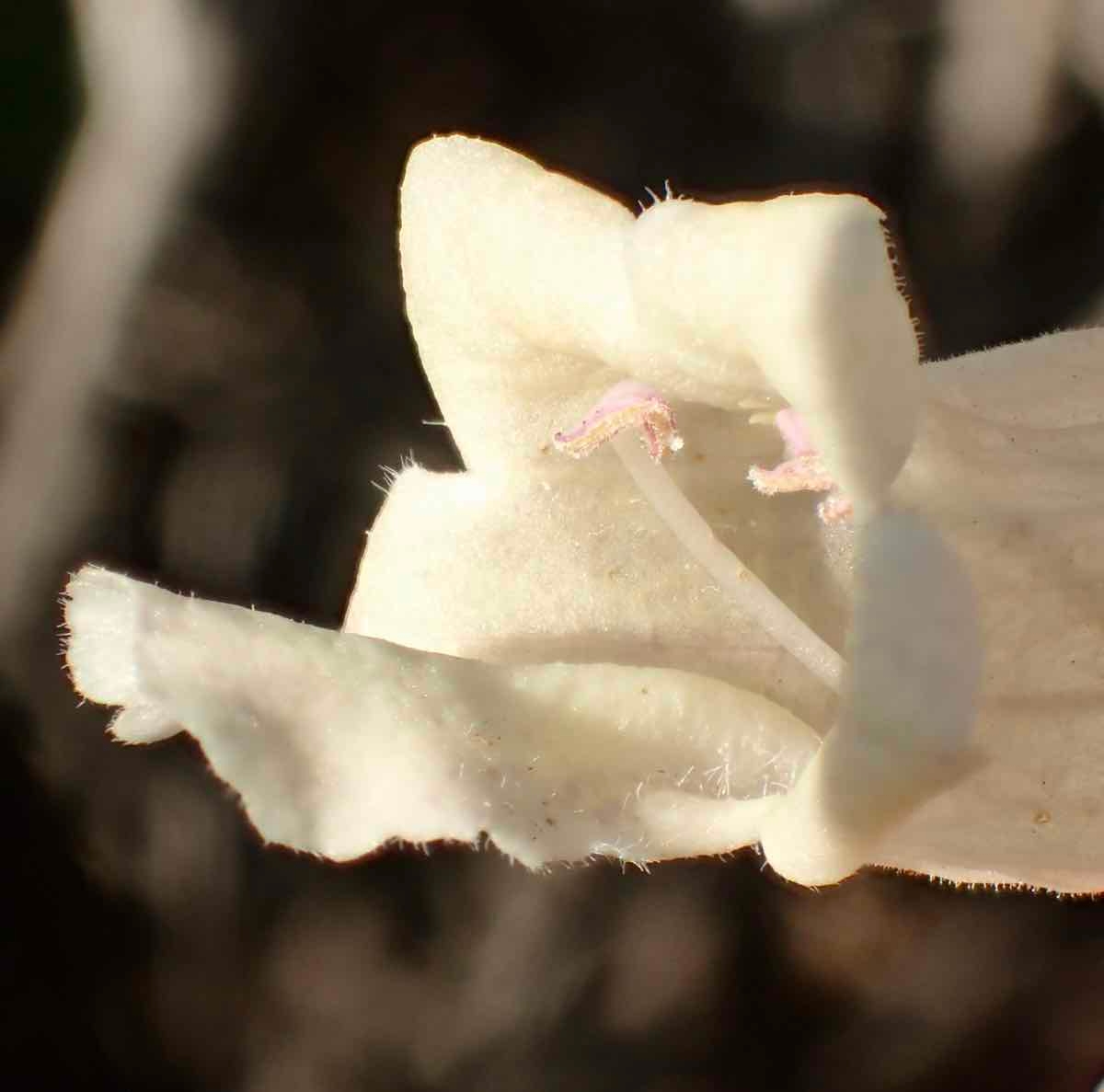 Lepechinia cardiophylla
