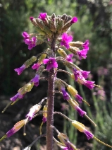 Arabis sparsiflora var. californica
