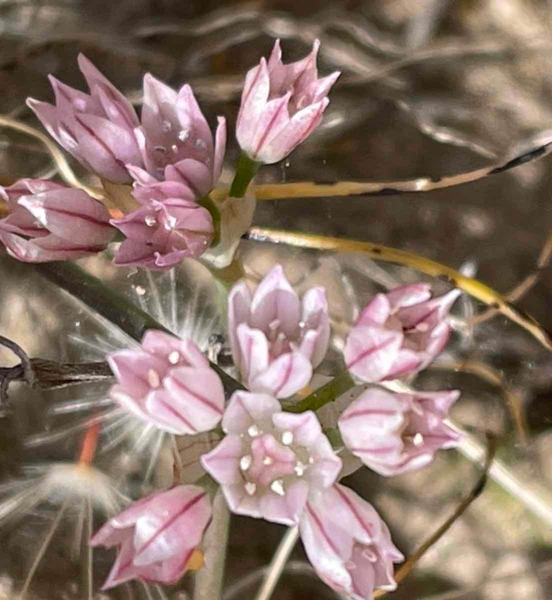 Allium hickmanii