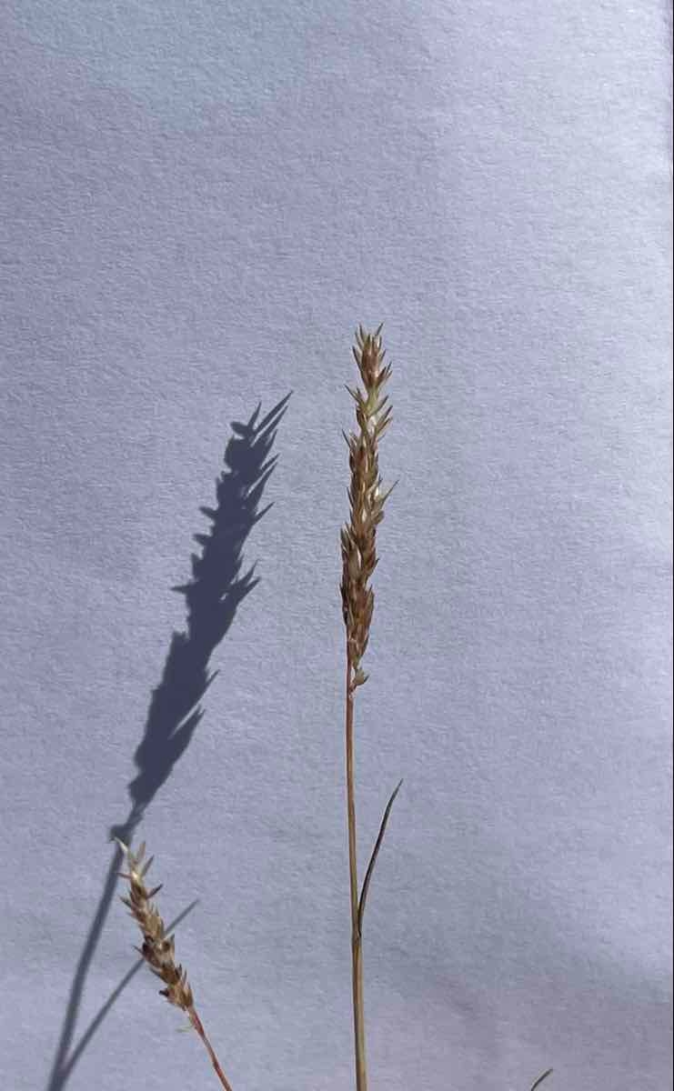 Agrostis lacuna-vernalis