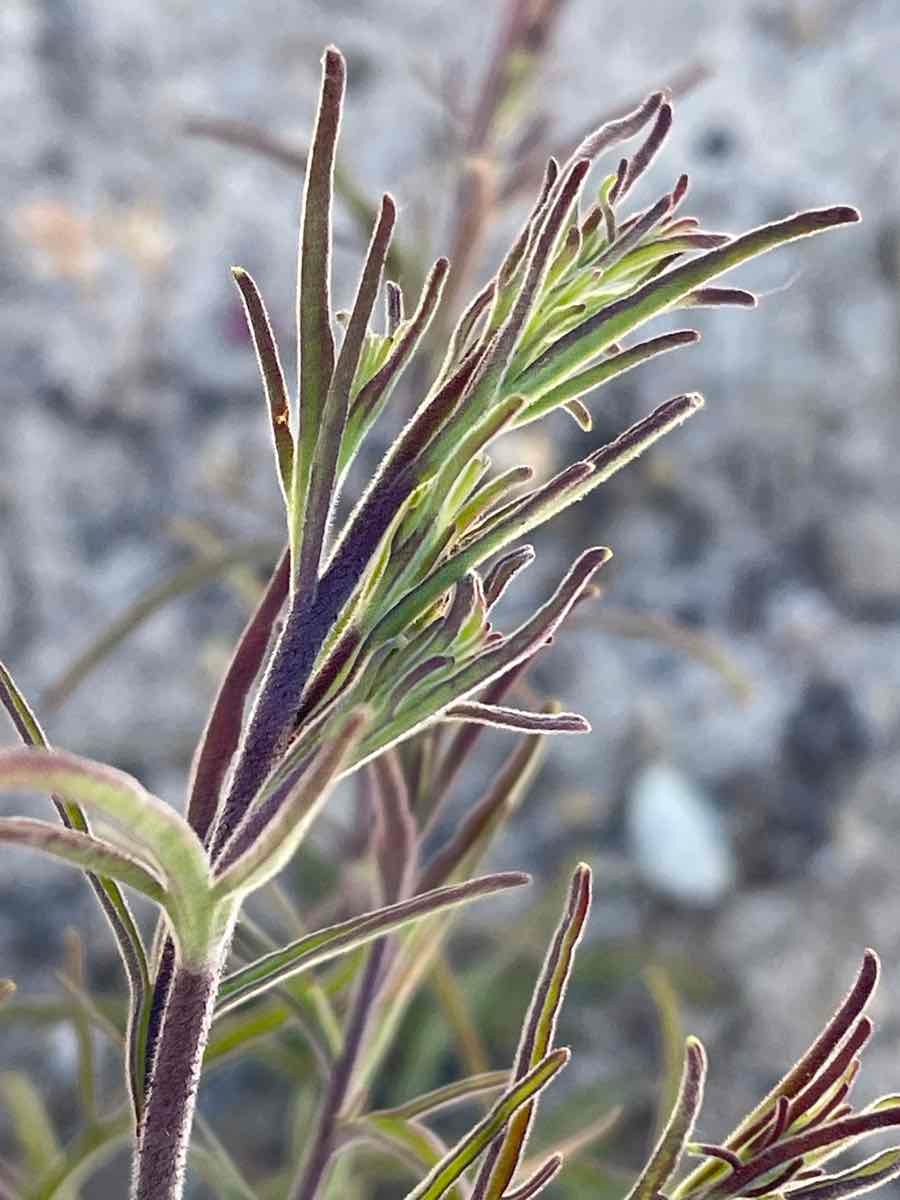 Cordylanthus rigidus ssp. littoralis