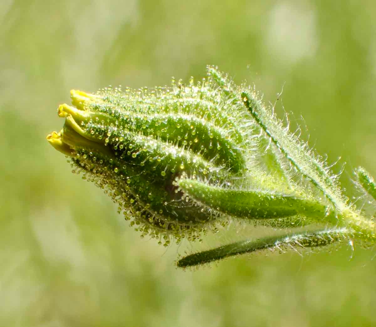 Madia gracilis