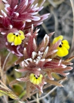 Castilleja ambigua ssp. insalutata