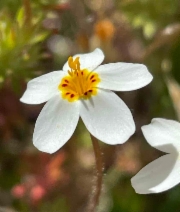 Linanthus parviflorus