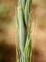 Elymus glaucus ssp. jepsonii