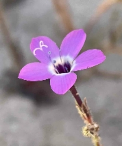 Gilia tenuiflora ssp. docmilleri