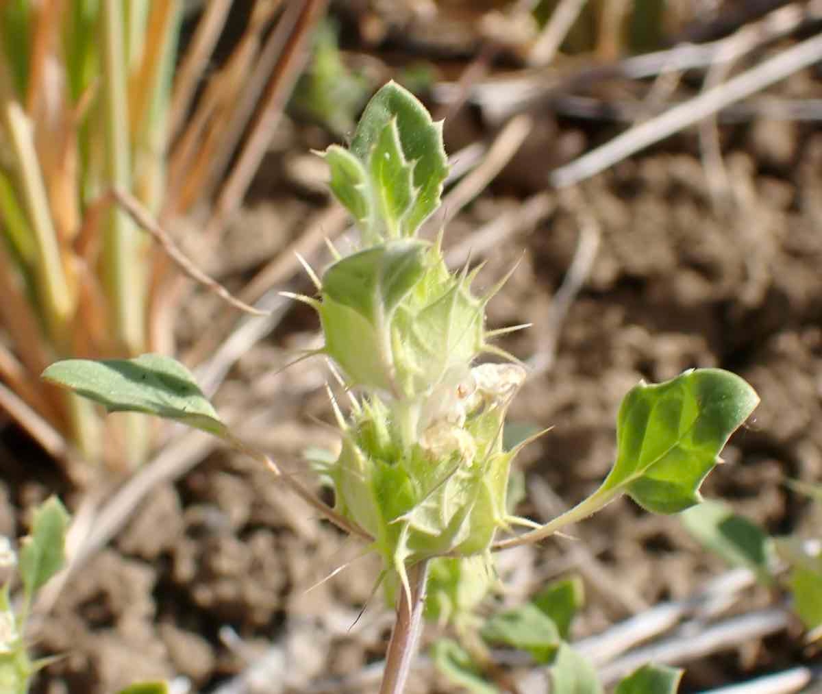 Acanthomintha obovata ssp. obovata