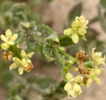 Galium californicum ssp. maritimum