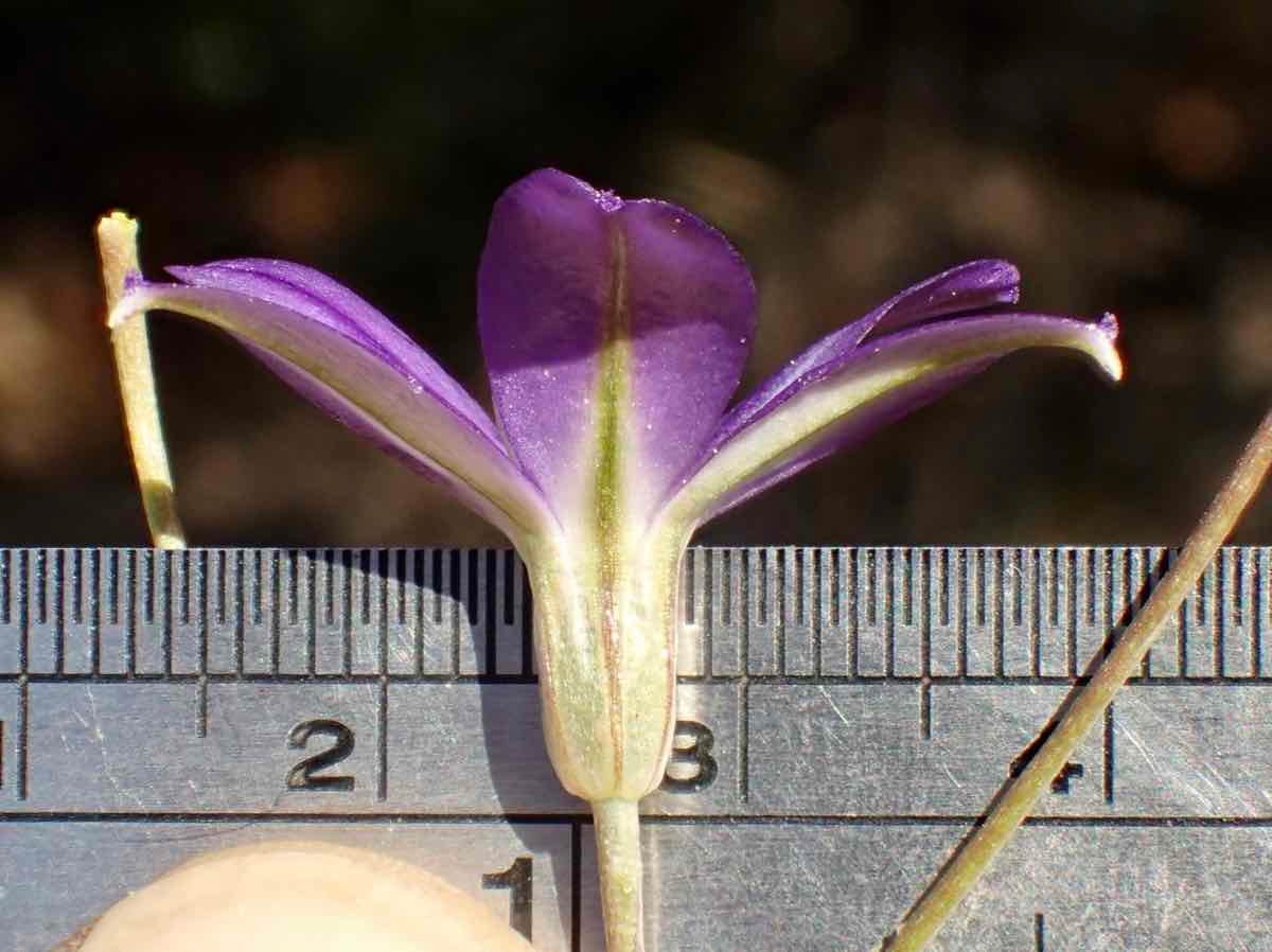 Brodiaea filifolia