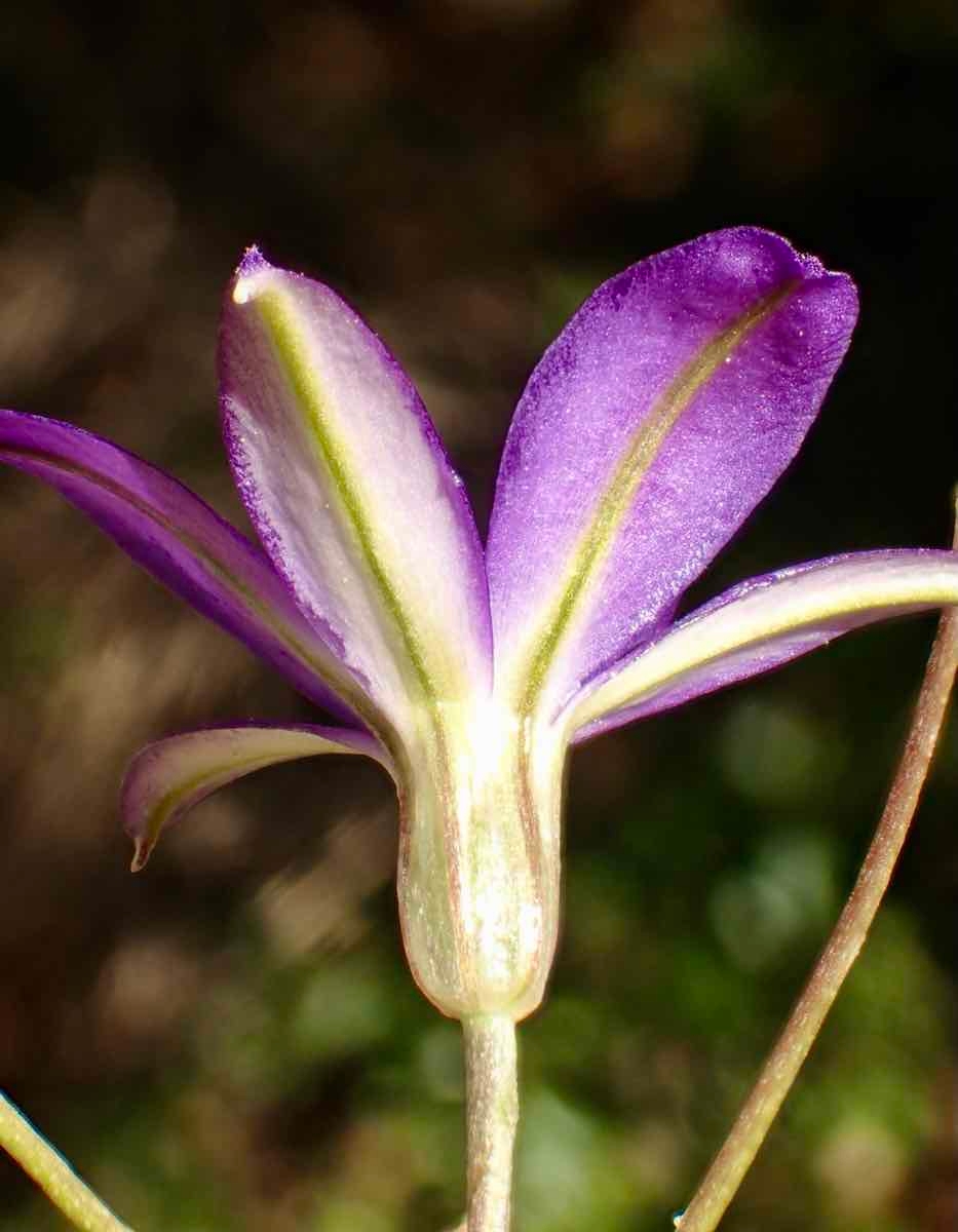 Brodiaea filifolia