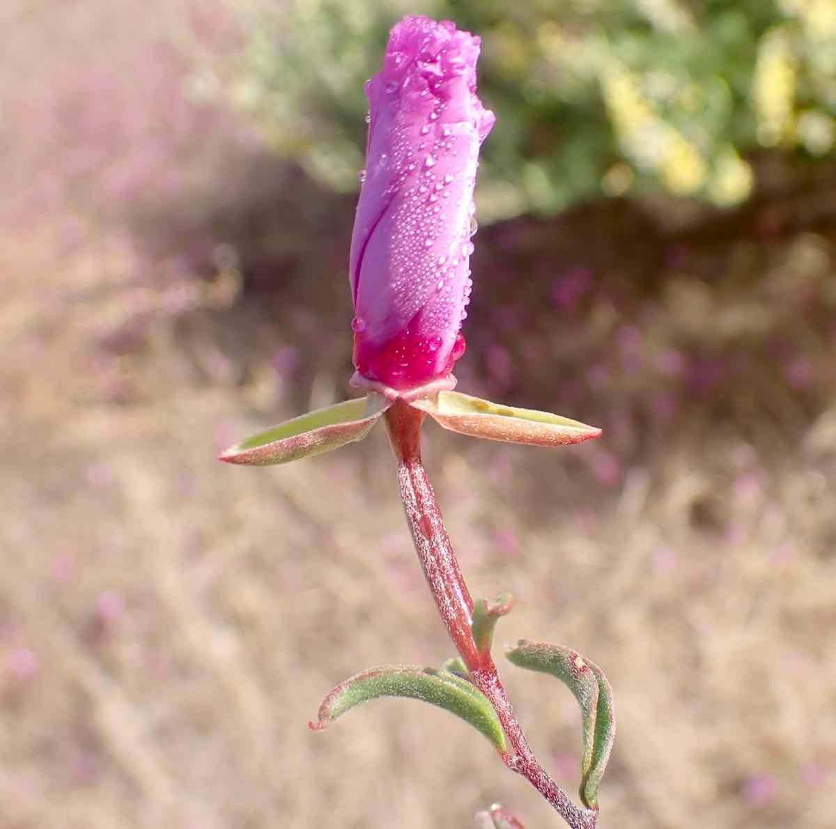 Clarkia rubicunda