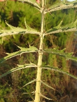 Cynara cardunculus ssp. cardunculus