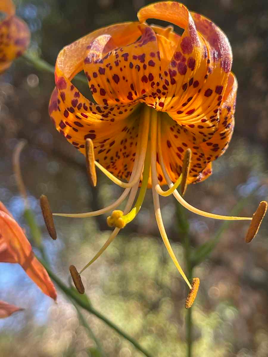 Lilium humboldtii ssp. ocellatum