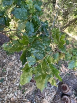 Quercus Xchasei