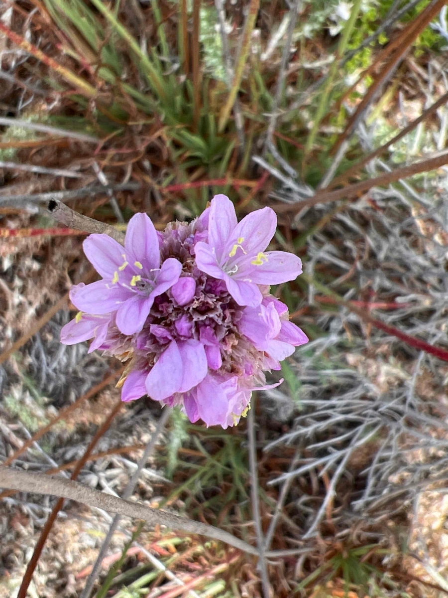 Armeria maritima ssp. californica