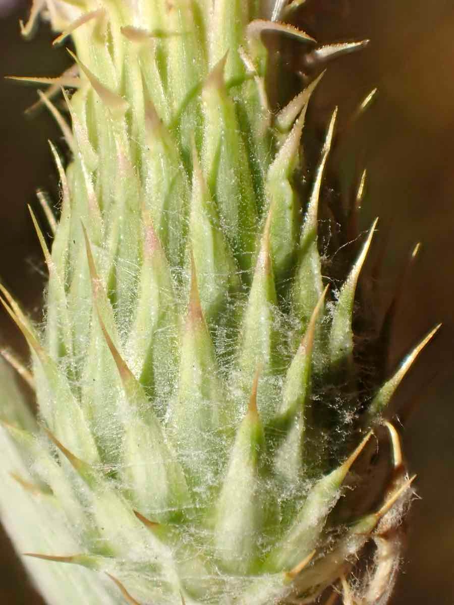 Cirsium occidentale var. californicum