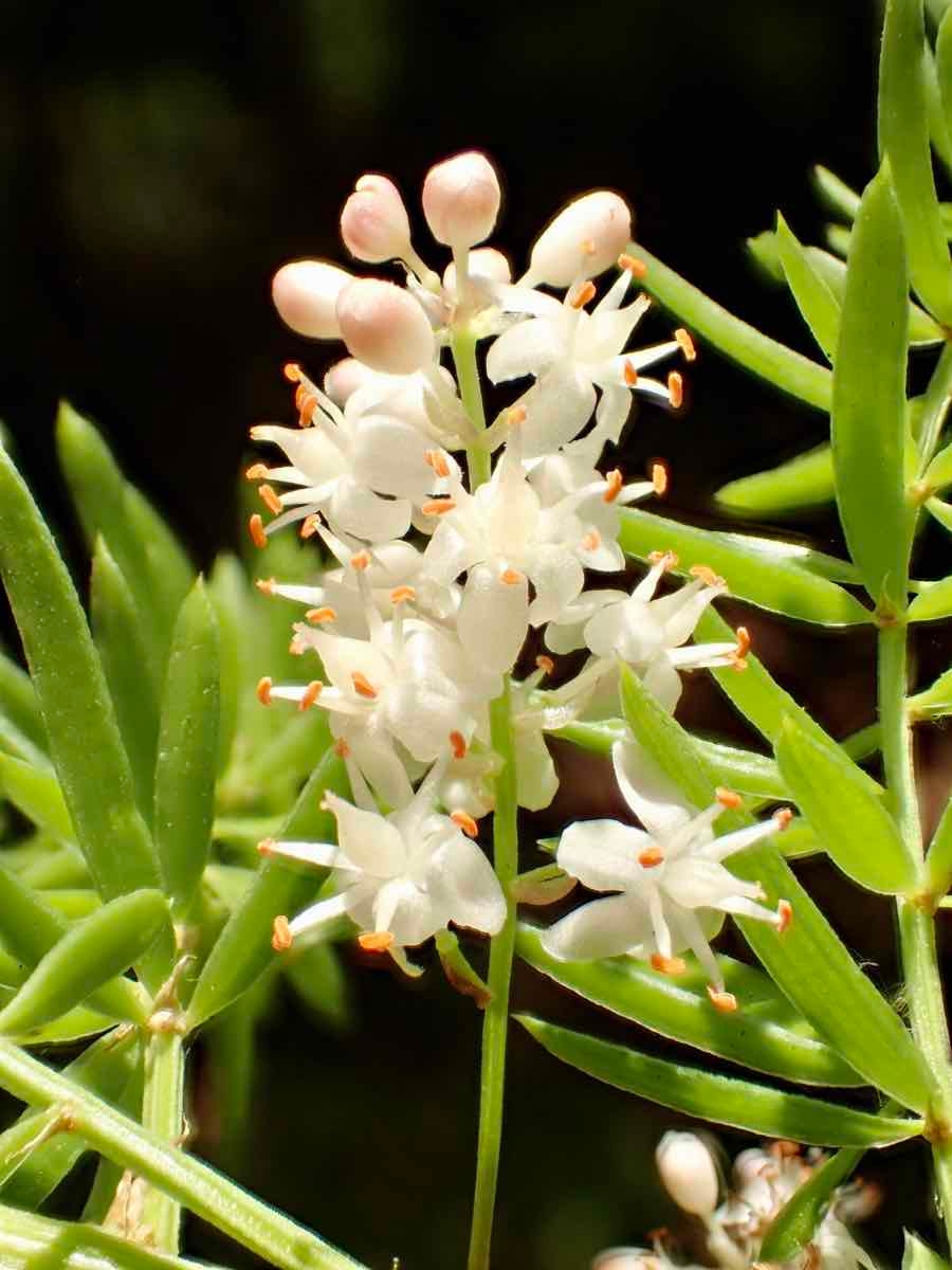 Asparagus aethiopicus