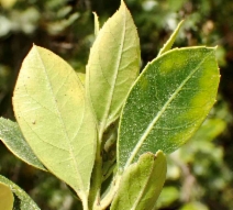Rhamnus alaternus