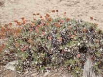 Eriogonum grande ssp. rubescens
