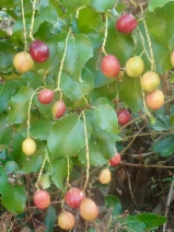 Prunus ilicifolia ssp. lyonii