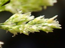 Agrostis viridis