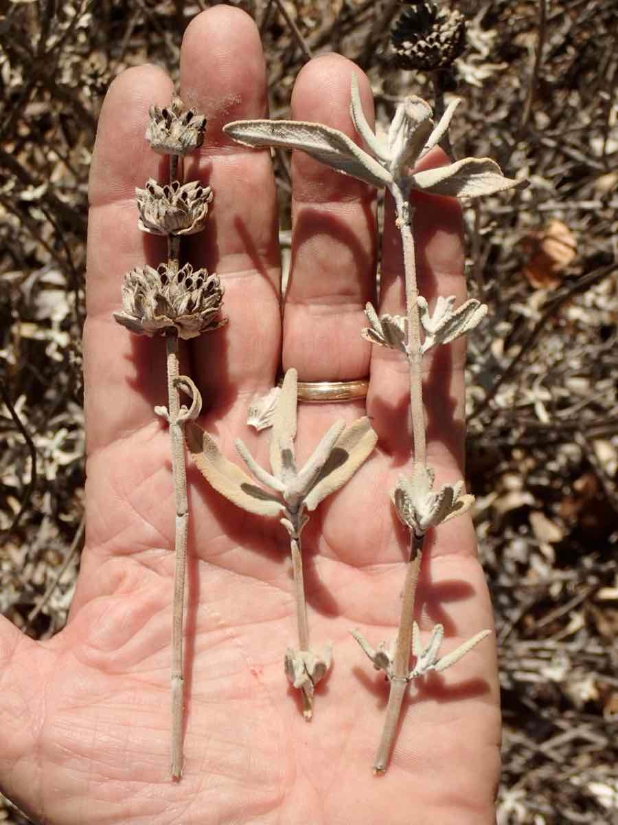 Salvia leucophylla
