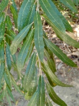 Salix lasiolepis var. lasiolepis