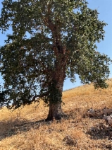 Quercus garryana var. garryana