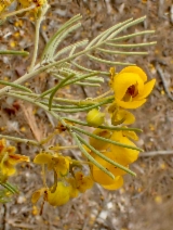 Cassia artemisioides