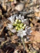 Allium lacunosum var. davisiae