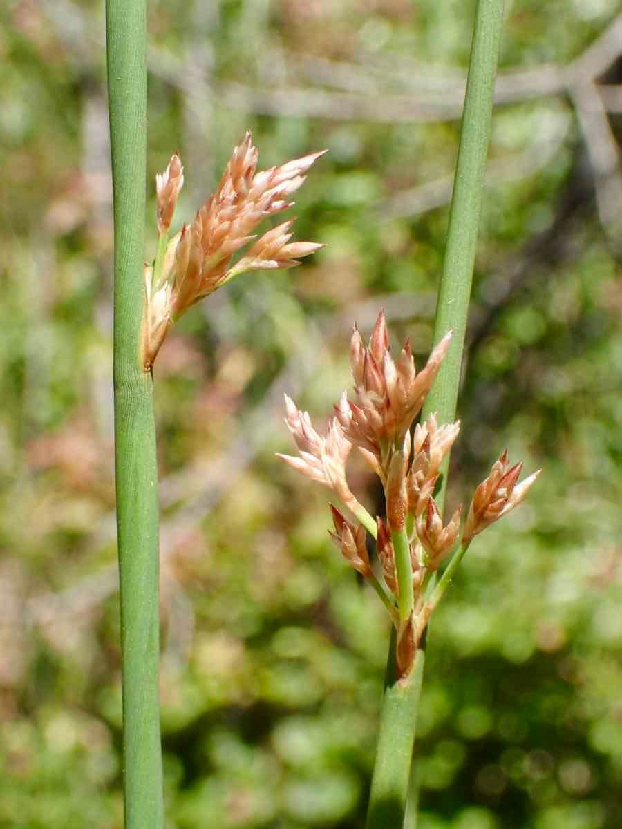 Juncus balticus ssp. ater